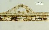 7 - Sezione longitudinale radiale di un concettacolo